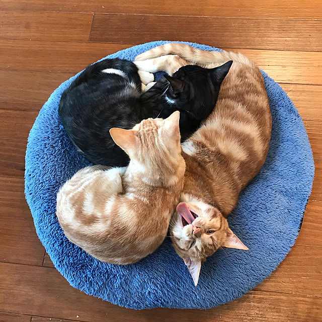 COLeCoさんの実例写真