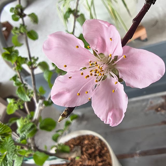 壁/天井/セカンドライフ/春/季節を楽しむ暮らし/イベント参加...などのインテリア実例 - 2026-03-22 19:36:06