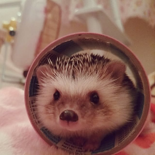 kuruさんの実例写真