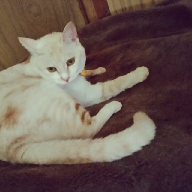 kinakoさんの実例写真