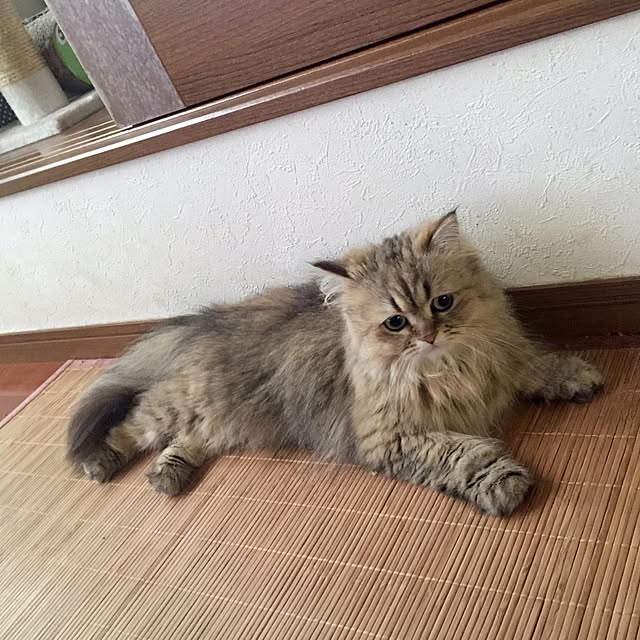 butachanさんの実例写真