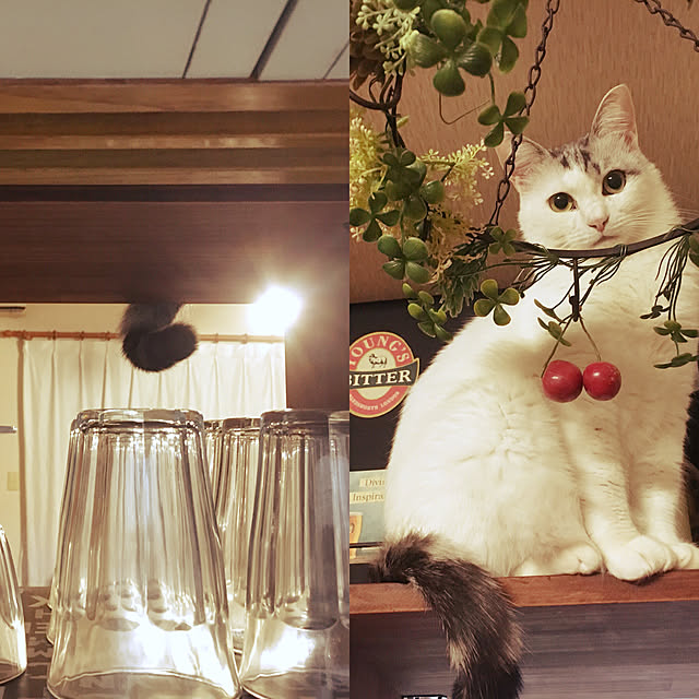 Miechamさんの実例写真