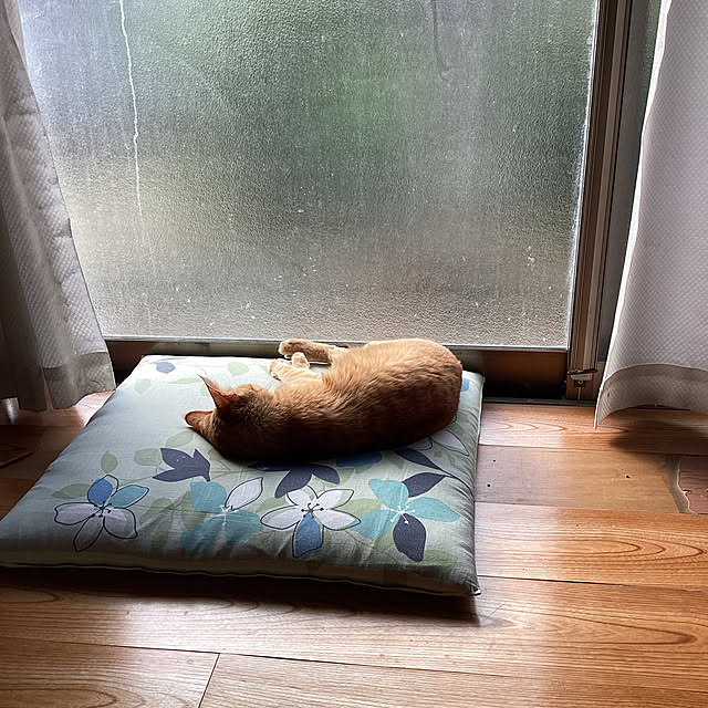conatuさんの実例写真