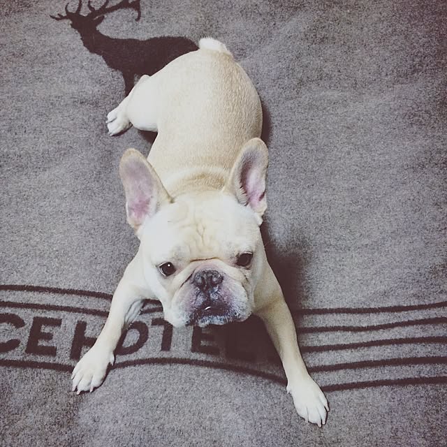 pkさんの実例写真