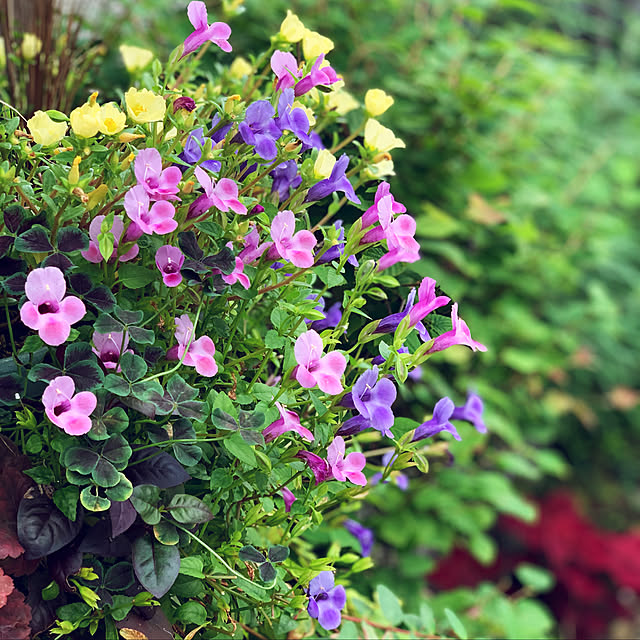 yukarin-gardenさんの実例写真