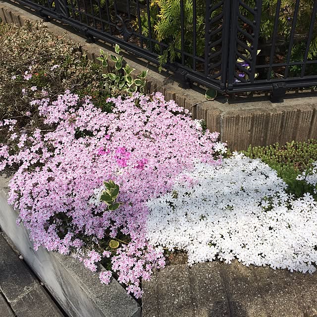 Momoさんの実例写真