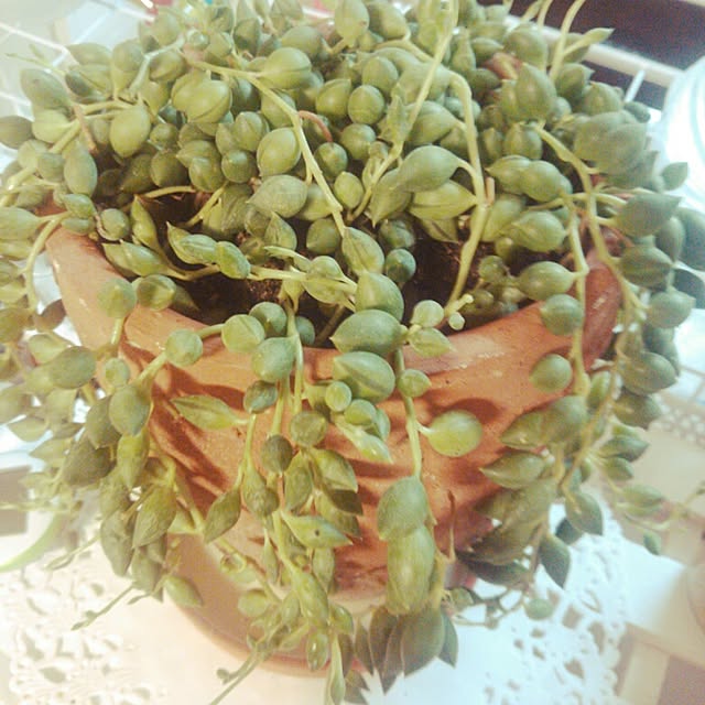 okadamasanさんの実例写真