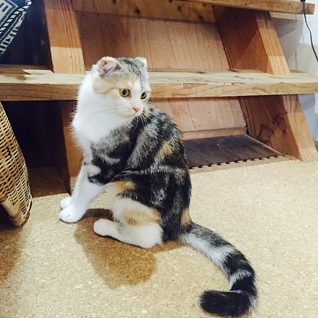 butachanさんの実例写真