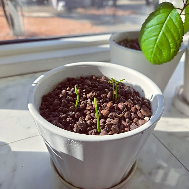 mutyukingさんの実例写真