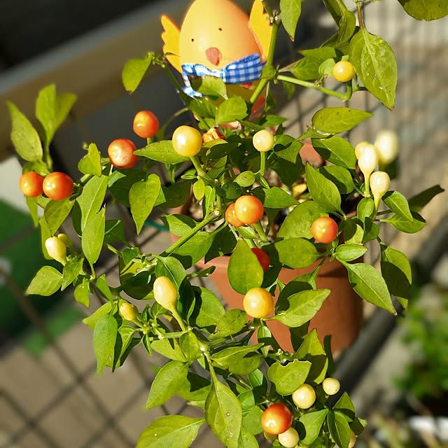 corocoro2525さんの部屋