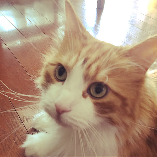 uchidaizuさんの実例写真