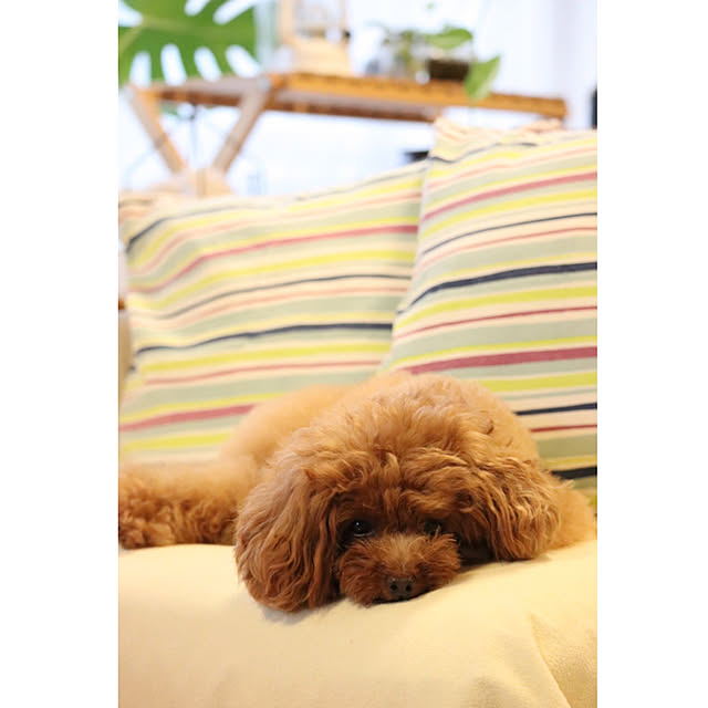 2020.06.28/クッションカバー/クッション/インテリアの迷子/愛犬と暮らす家...などのインテリア実例 - 2020-06-28 09:23:19