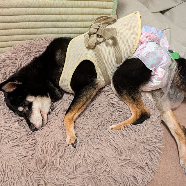 ponhanaさんの部屋