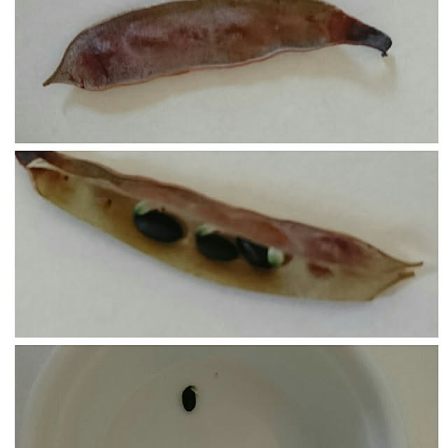 odecomaikoさんの実例写真