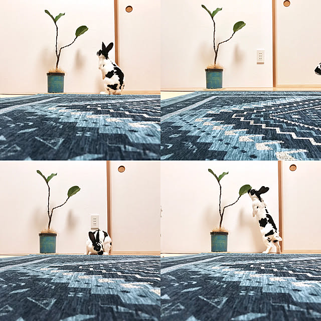 pintxosさんの実例写真