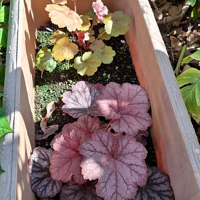 midoriさんの部屋