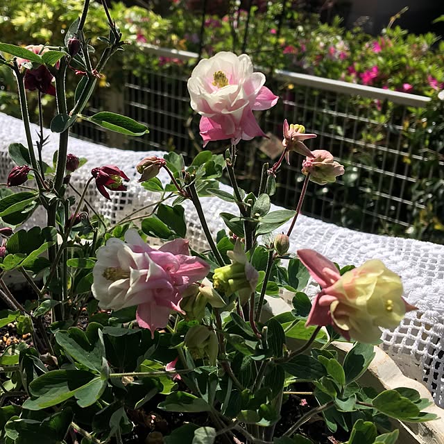 Sakura_hanaさんの実例写真