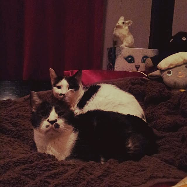emmyyさんの実例写真
