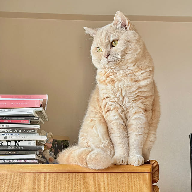 naokoさんの実例写真