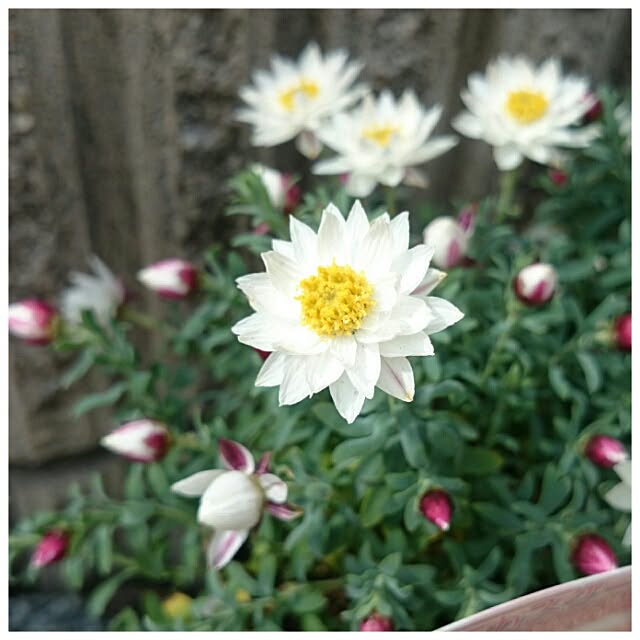 akkoさんの実例写真