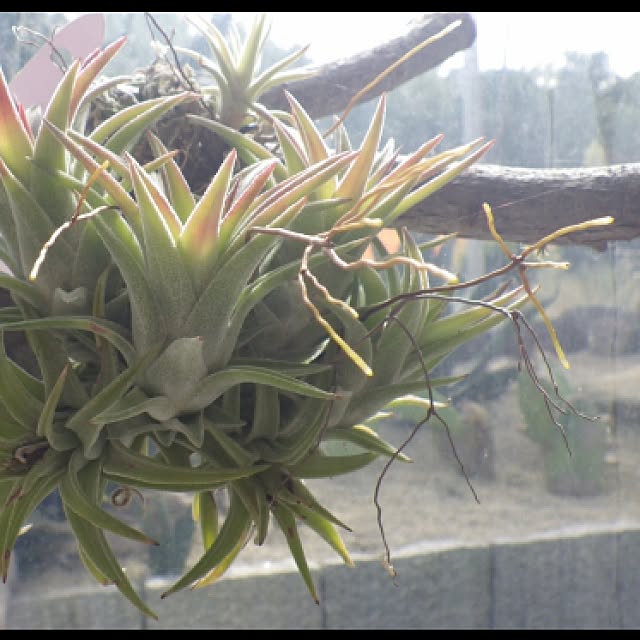 Plantexhibitionhallさんの実例写真