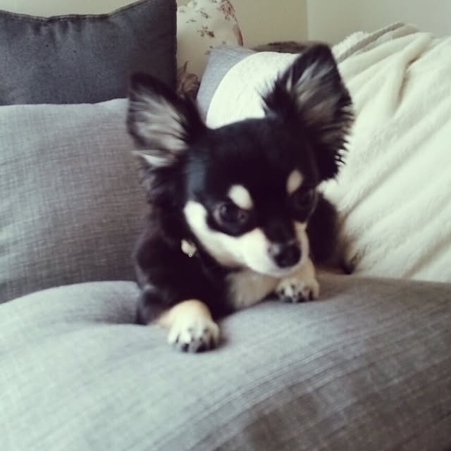 vivianjeさんの実例写真