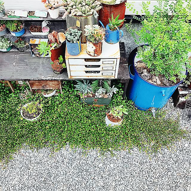 玄関/入り口/日替わり投稿企画!木曜日/植物/多肉植物/セダム...などのインテリア実例 - 2017-07-06 22:20:52
