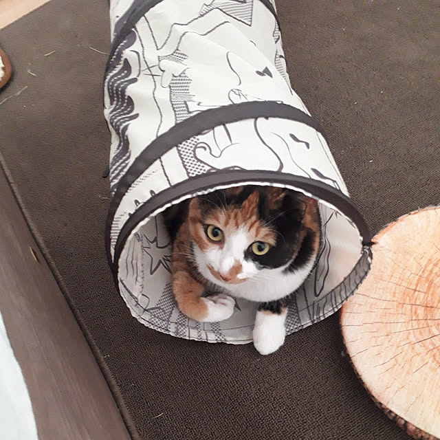 aiさんの実例写真