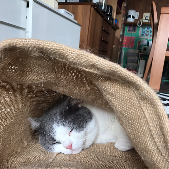noikoさんの実例写真