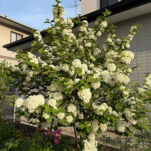 chIoeさんの実例写真