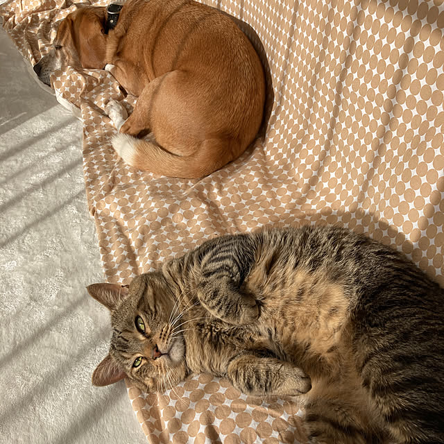 kuuさんの実例写真