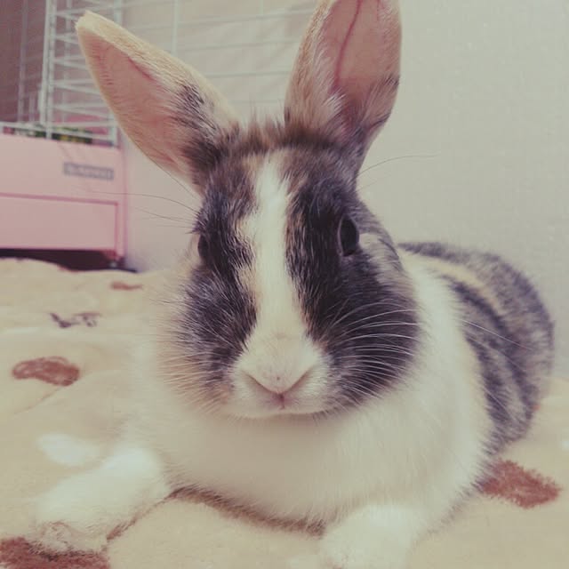 komugiさんの実例写真