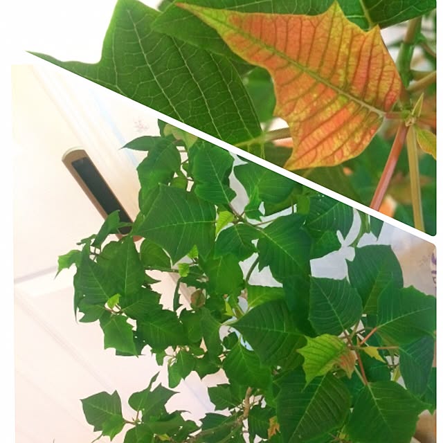 HappyRoseさんの実例写真