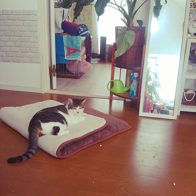 chako.さんの実例写真