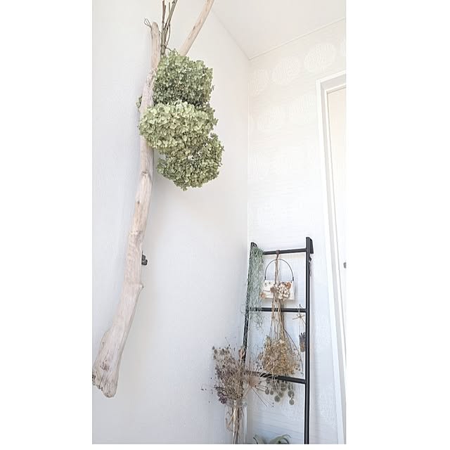 玄関/入り口/モニター応募投稿/北海道/植物が好き/植物のある暮らし...などのインテリア実例 - 2023-09-24 09:59:35