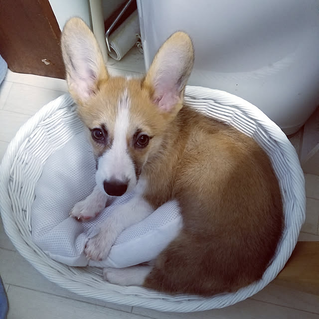 実例写真