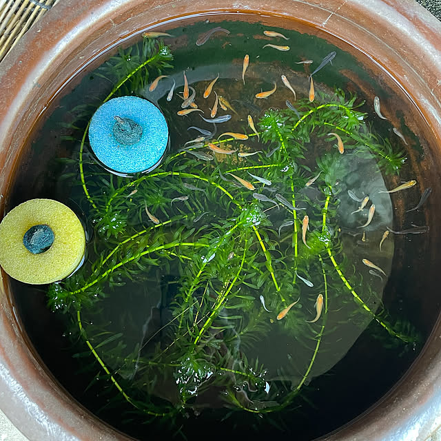 buchiさんの部屋