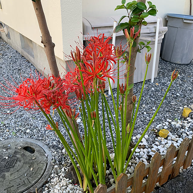 kazurinさんの実例写真