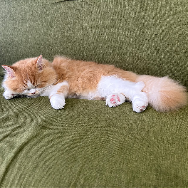 junさんの実例写真