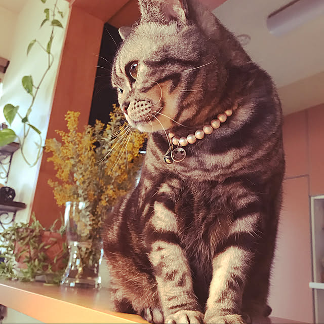 Yokoさんの実例写真