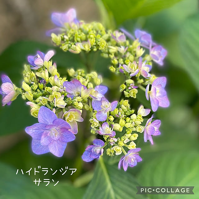 buchiさんの実例写真