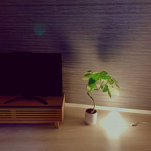 ウンベラータ/間接照明/IKEA/ナチュラル/観葉植物...などのインテリア実例 - 2020-10-26 19:09:40