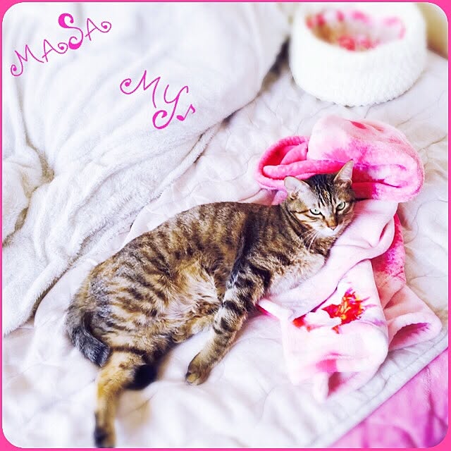 MASAさんの実例写真