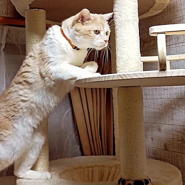 kobakissaさんの実例写真