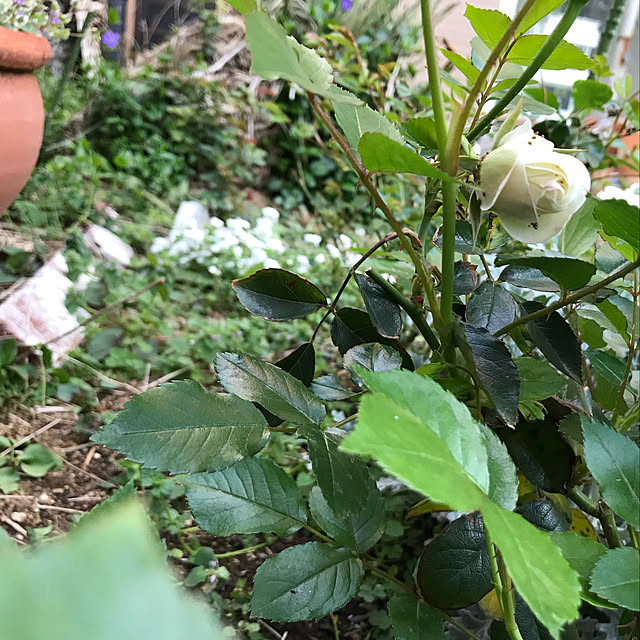 gingerwynksさんの実例写真