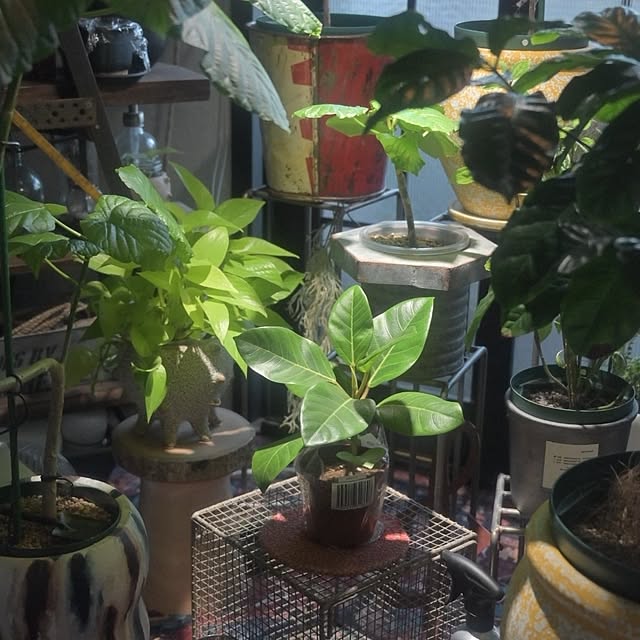 CYNOSさんの部屋