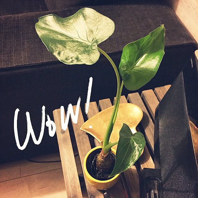 yasueさんの実例写真
