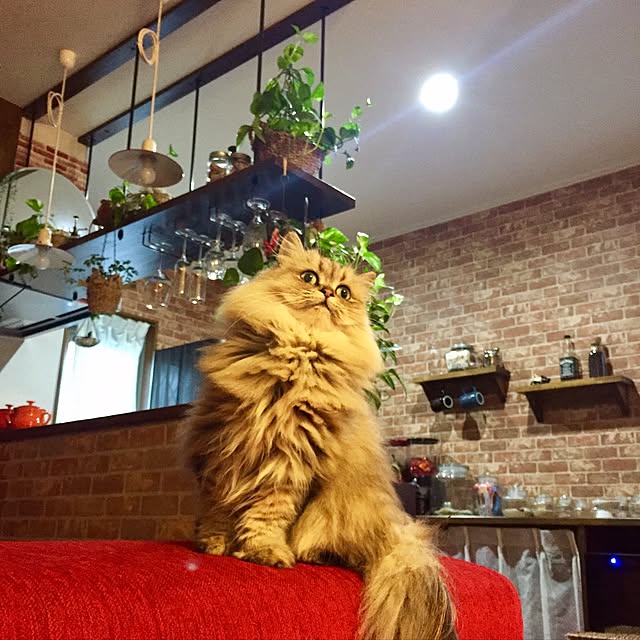 butachanさんの実例写真