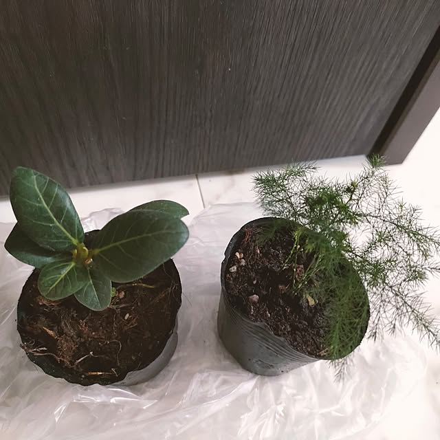 napiさんの部屋
