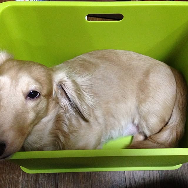 allyponさんの実例写真